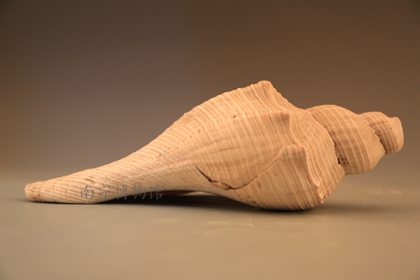 民国壮族师公用法螺